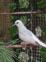Diamond Doves for Sale Text (929) 274-0226