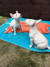 English Bull Terrier Puppies for Sale Text (929) 274-0226