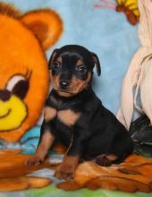 Gorgeous Miniature Pinscher Puppies 🏳🏳 Email at ⇛⇛ [ damarek28@gmail.com ]