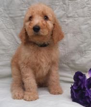 Kc Registered Standard Poodle Puppies for Sale Text (929) 274-0226