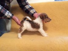 Kc Registered Wire Fox Terrier Puppies for Sale Text (929) 274-0226