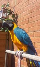 Lovely Blue and Gold macaw for sale 2 Blue And Gold Macaw For Sale Text (929) 274-0226