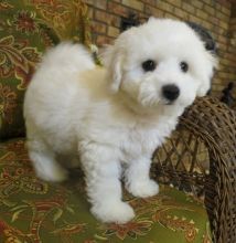Pedigree Male and Female Bichon frise Puppies