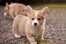 Pembroke Welsh Corgi puppies