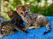 Ready Now Bengal Kittens For Sale Fully Vaccinated for Sale Text (929) 274-0226