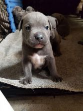 Staffordshire Bull Terrier and Puppies for Sale Text (929) 274-0226