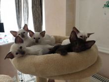 Stunning Traditional Blue Point Siamese. Gccf Reg. for Sale Text (929) 274-0226