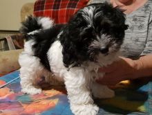 Wonderful Havanese Puppies for Sale Text (929) 274-0226