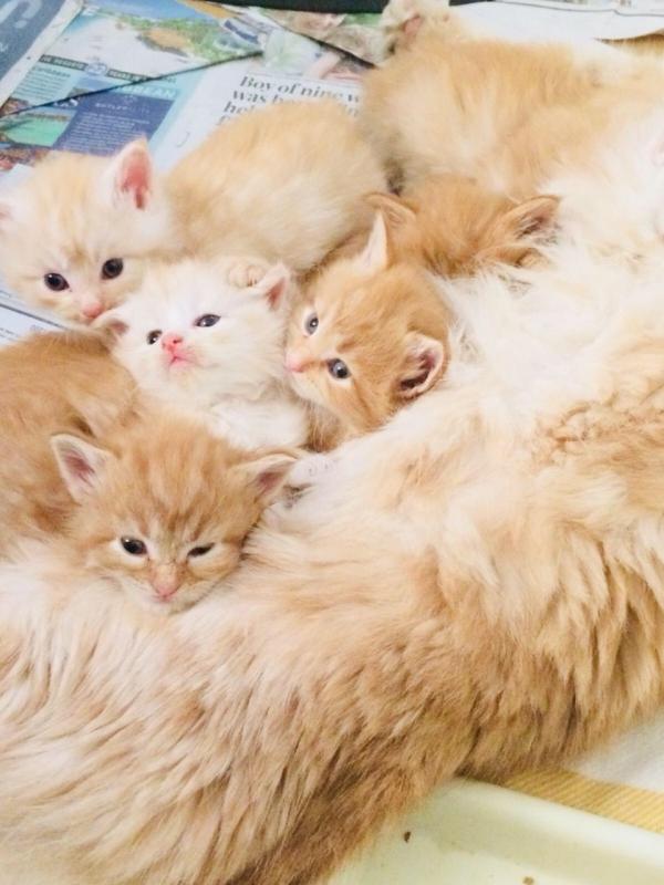 5 Mainecoon Kittens for Sale Text (929) 274-0226 Image eClassifieds4u