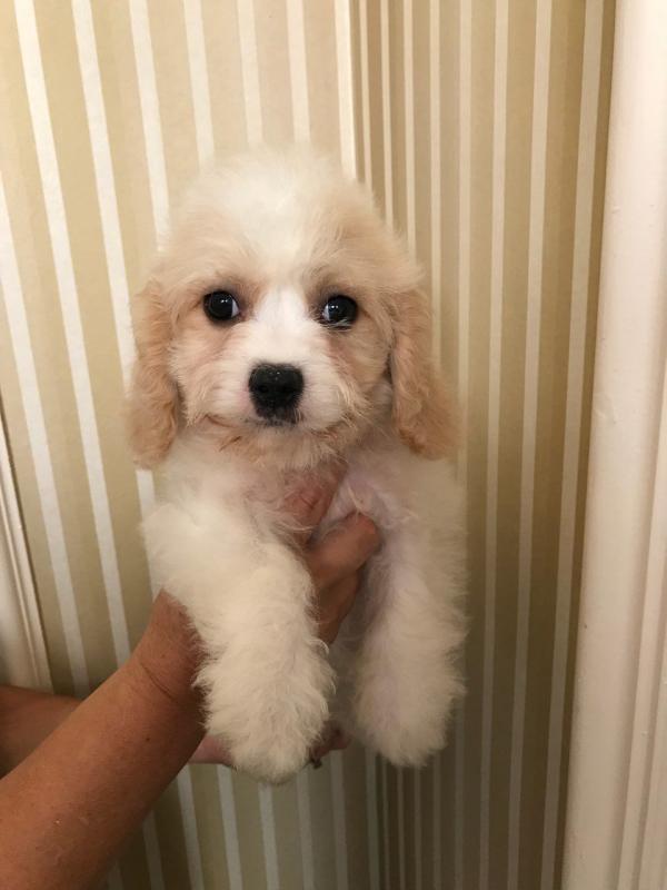 Beautiful Cavachon Puppies for Sale Text (929) 274-0226 Image eClassifieds4u