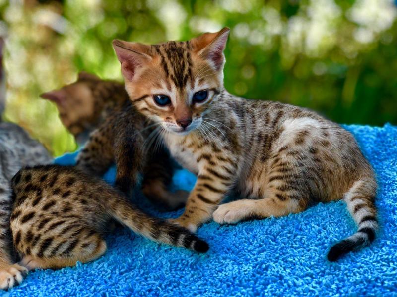 Bengal Best Breed Kittens for Sale Text (929) 274-0226 Image eClassifieds4u