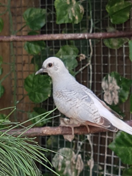 Diamond Doves for Sale Text (929) 274-0226 Image eClassifieds4u