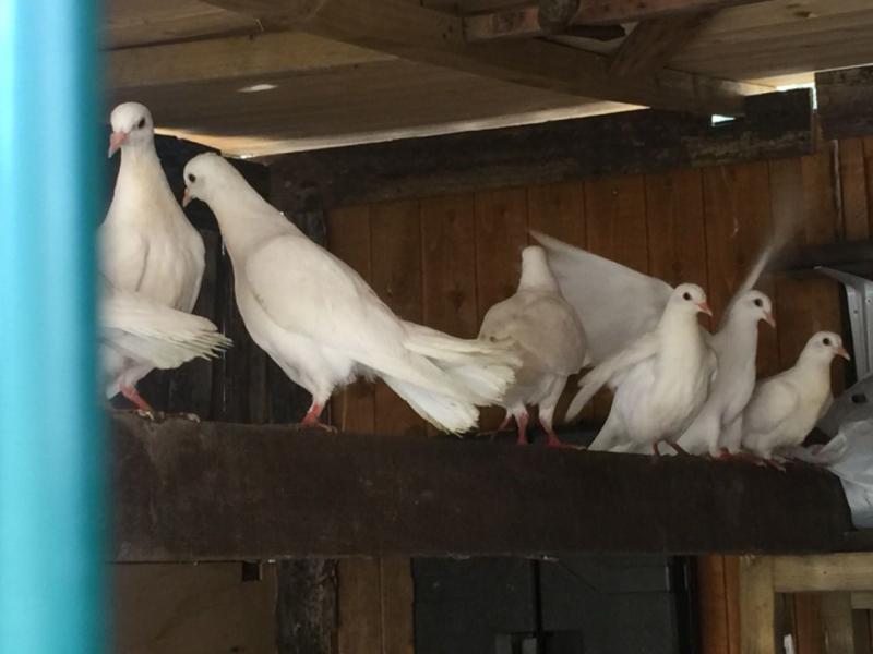 Diamond Doves for Sale Text (929) 274-0226 Image eClassifieds4u