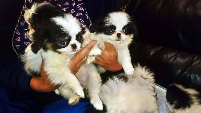 Japanese Chin Puppies for Sale Text (929) 274-0226 Image eClassifieds4u