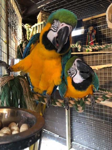 Lovely Blue and Gold macaw for sale 2 Blue And Gold Macaw For Sale Text (929) 274-0226 Image eClassifieds4u