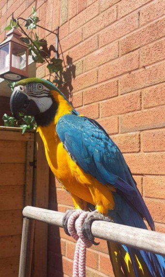 Lovely Blue and Gold macaw for sale 2 Blue And Gold Macaw For Sale Text (929) 274-0226 Image eClassifieds4u