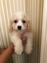 Beautiful Cavachon Puppies for Sale Text (929) 274-0226 Image eClassifieds4u 2