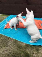 English Bull Terrier Puppies for Sale Text (929) 274-0226 Image eClassifieds4u 2