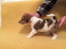 Kc Registered Wire Fox Terrier Puppies for Sale Text (929) 274-0226 Image eClassifieds4u 2