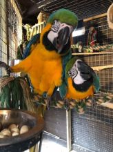 Lovely Blue and Gold macaw for sale 2 Blue And Gold Macaw For Sale Text (929) 274-0226 Image eClassifieds4u 3