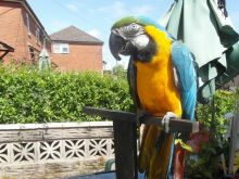 Lovely Blue and Gold macaw for sale 2 Blue And Gold Macaw For Sale Text (929) 274-0226 Image eClassifieds4u 2