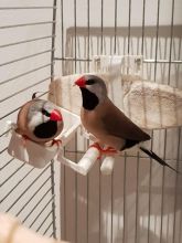 Pair Of Hecks Finches Birds With Cage And Accessories Birds for Sale Text (929) 274-0226 Image eClassifieds4U