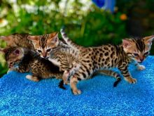Ready Now Bengal Kittens For Sale Fully Vaccinated for Sale Text (929) 274-0226 Image eClassifieds4u 2