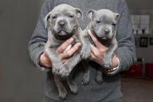Staffordshire Bull Terrier and Puppies for Sale Text (929) 274-0226 Image eClassifieds4u 2