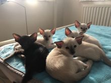 Stunning Traditional Blue Point Siamese. Gccf Reg. for Sale Text (929) 274-0226 Image eClassifieds4u 2