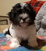 Wonderful Havanese Puppies for Sale Text (929) 274-0226 Image eClassifieds4u 2