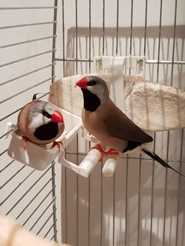 Pair Of Hecks Finches Birds With Cage And Accessories Birds for Sale Text (929) 274-0226 Image eClassifieds4u