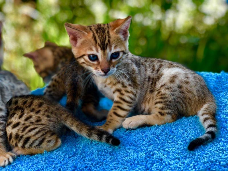 Ready Now Bengal Kittens For Sale Fully Vaccinated for Sale Text (929) 274-0226 Image eClassifieds4u