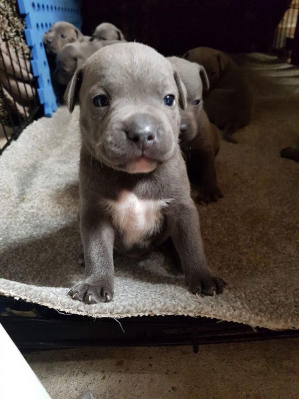 Staffordshire Bull Terrier and Puppies for Sale Text (929) 274-0226 Image eClassifieds4u
