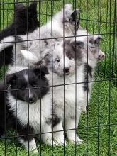 Beautiful Bi Blue Sheltie Males for sale