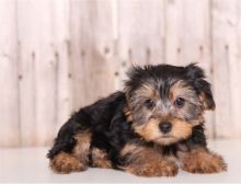 yorkie puppies for rehoming