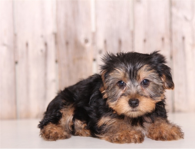 yorkie puppies for rehoming Image eClassifieds4u
