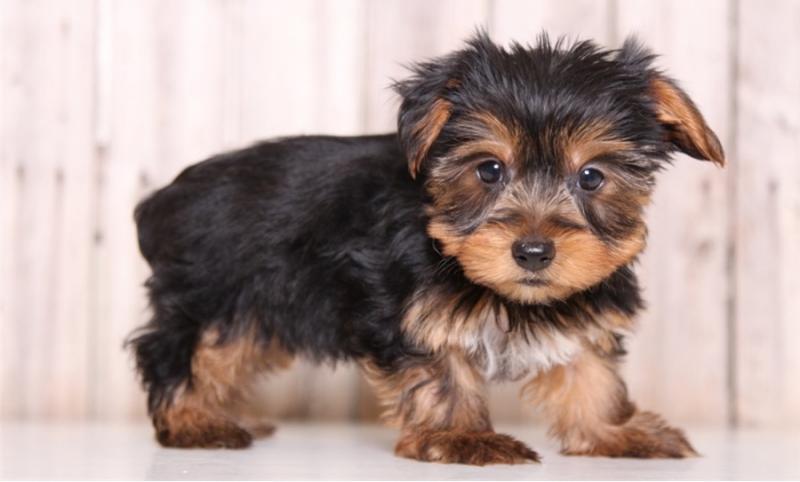 yorkie puppies for rehoming Image eClassifieds4u