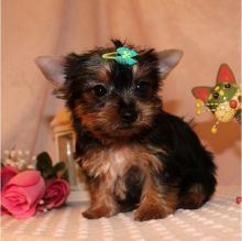 Yorkie Puppies Males & Females(Jessieca.alma721@gmail.com) Or (571) 418-2453)