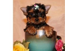 Affectionate Teacup Yorkie Terrier Puppies Available(571) 418-2453