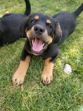 Shephard/bernese mountain dog mix puppies for sale!