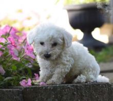 Bichon Frise Puppies