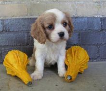 Cavalier King Charles Spaniel Puppies