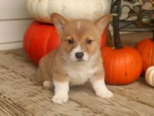 Corgi Puppies