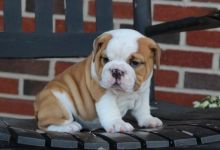 English Bulldog Puppies