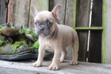 French Bulldog Puppies