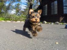 Gorgeous and cute Yorkie puppies for adoption(Jessieca.alma721@gmail.com)