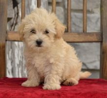 Maltipoo Puppies