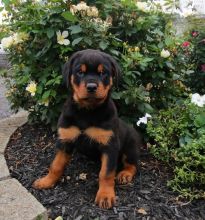 Rottweiler Puppies