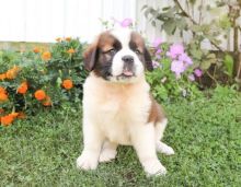 Saint Bernard Puppies