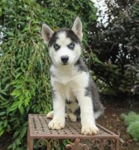 Siberian Husky Puppies